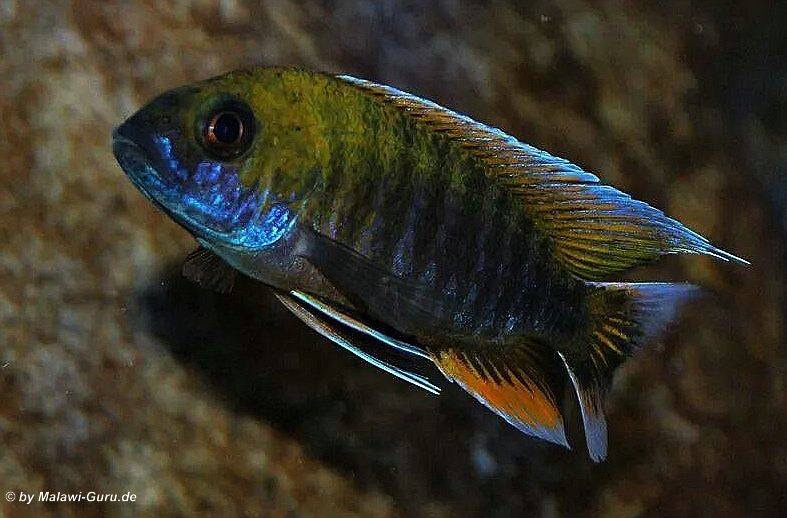 Aulonocara jacobfreibergi 'Otter Point'